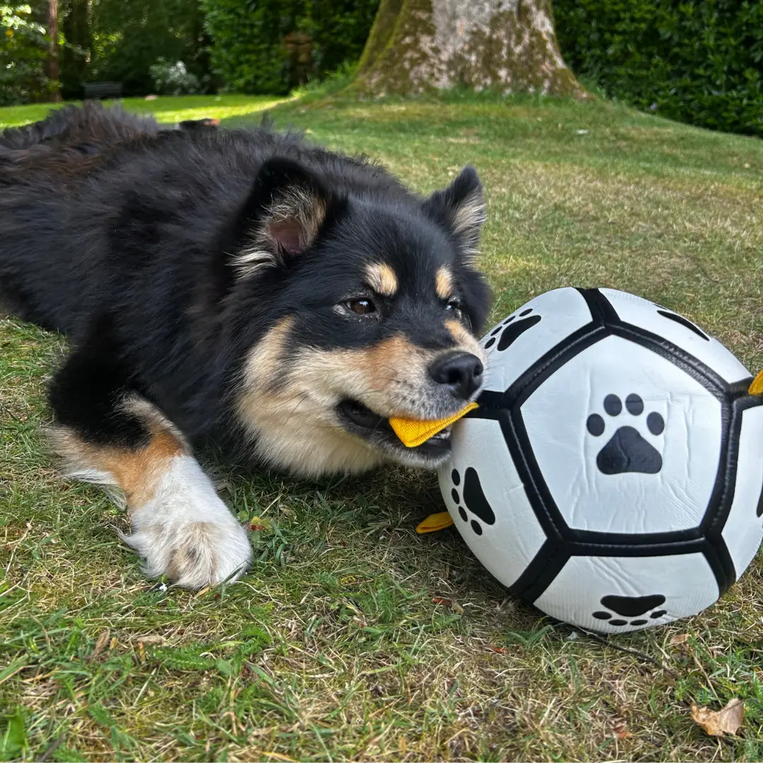Dogs Trust 